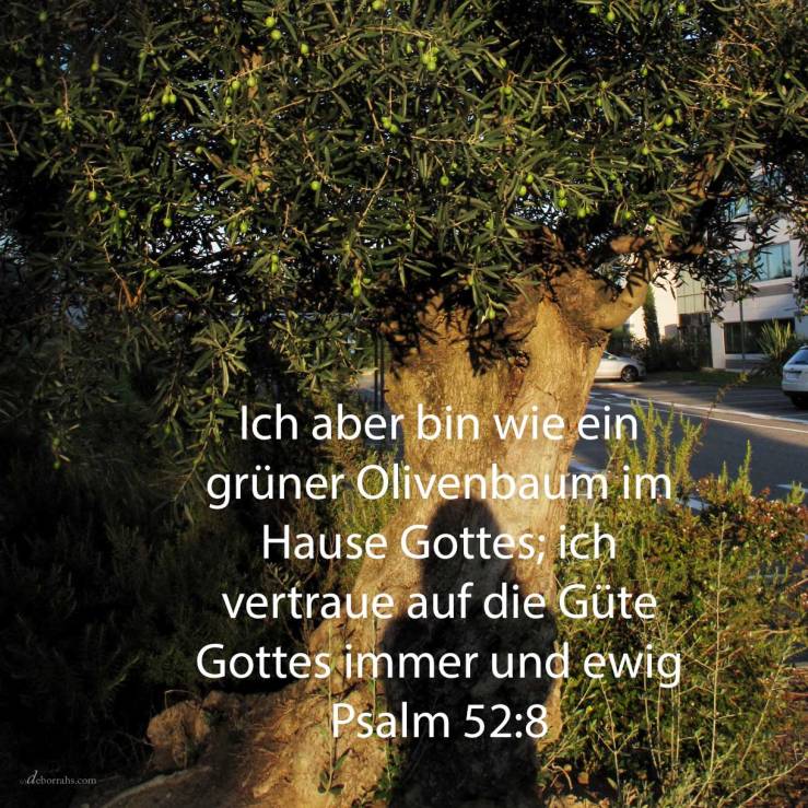 Ich aber bin wie ein grüner Olivenbaum im Hause Gottes; ich vertraue auf die Güte Gottes immer und ewig ( Psalm 52,8 )